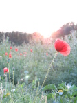 SX28045 Poppy at sunset.jpg